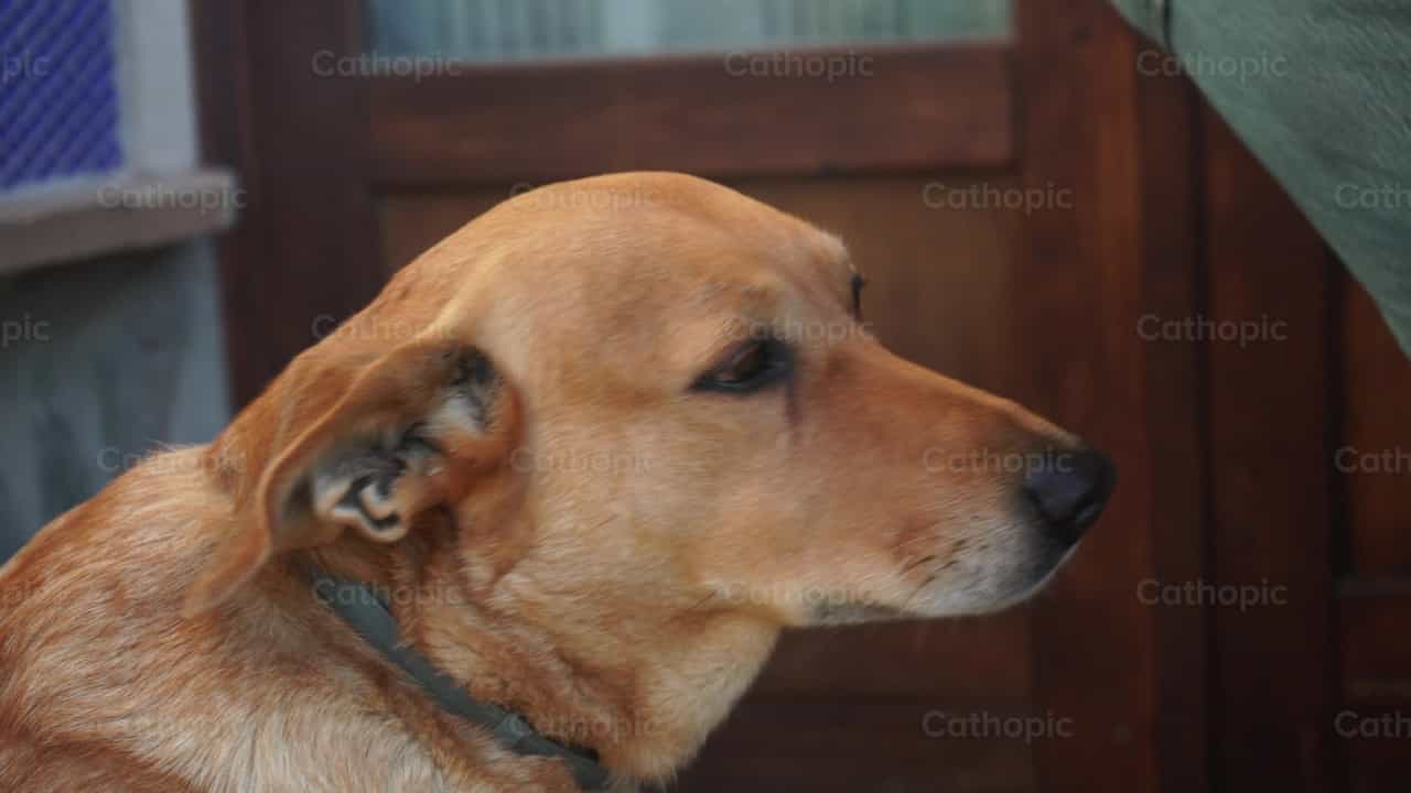 Società dei cani - Video stock cattolici