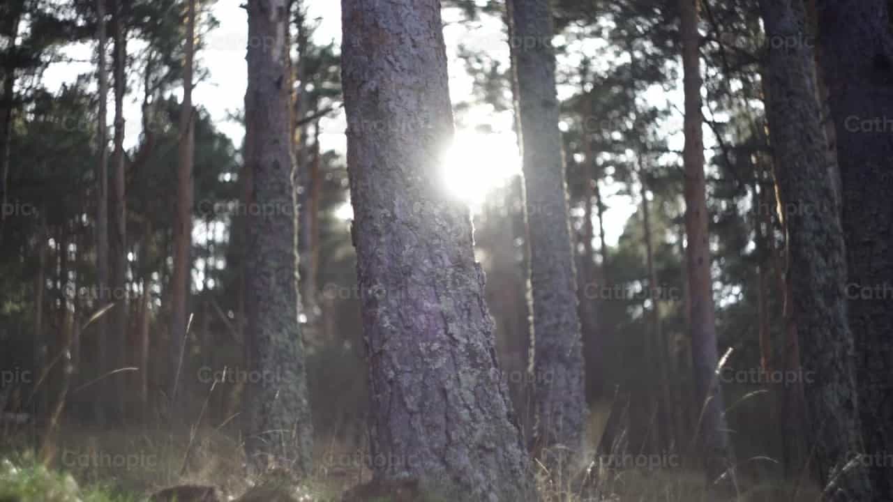 Bosque - Banco de vídeos católicos - Fotografía por Lupe Belmonte