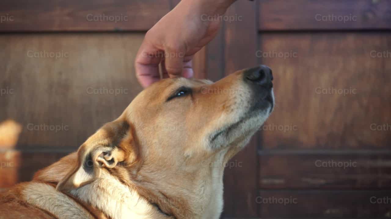 Compañía de perro - Banco de vídeos católicos