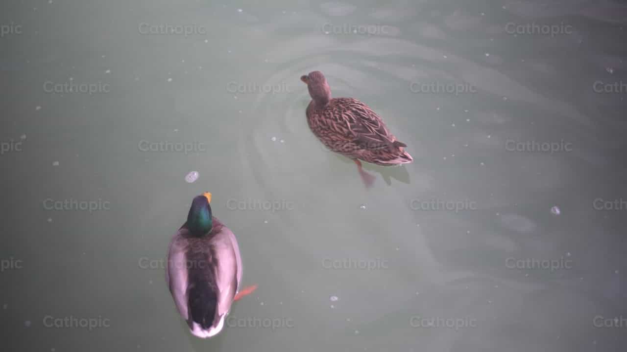 Patos num lago - Vídeos católicos de stock