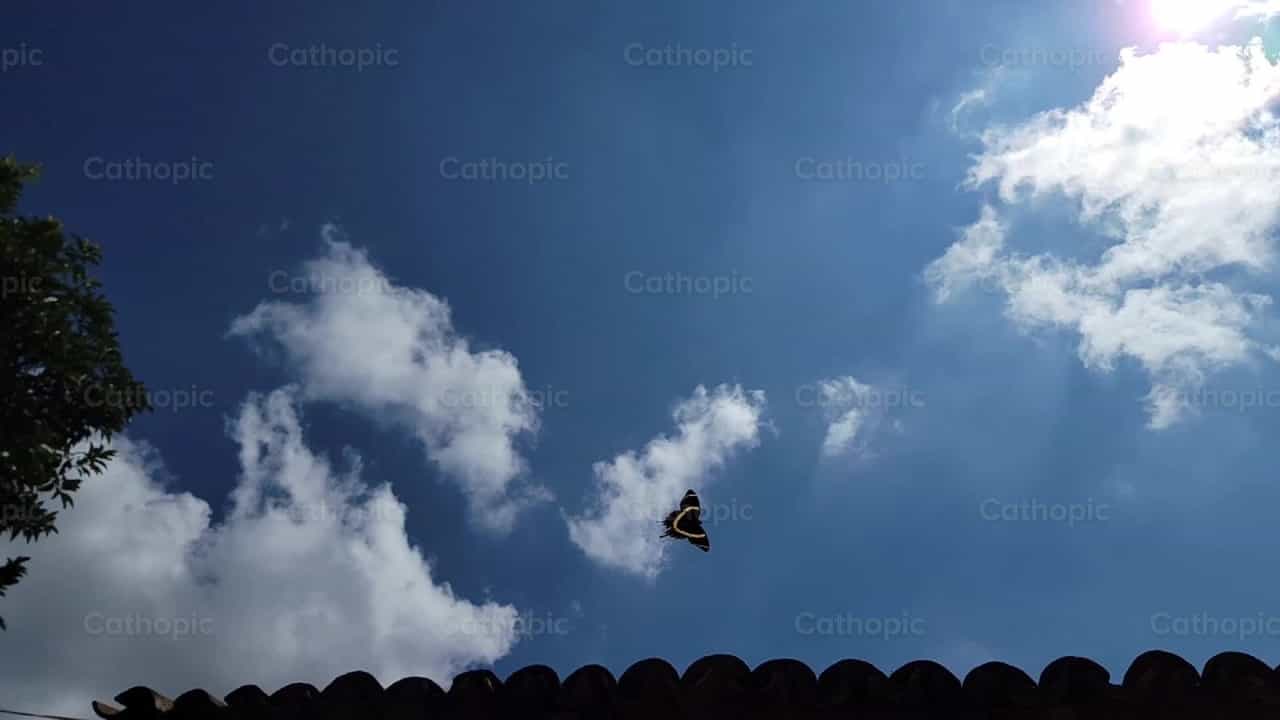 Vuelo de Mariposa - Banco de vídeos católicos