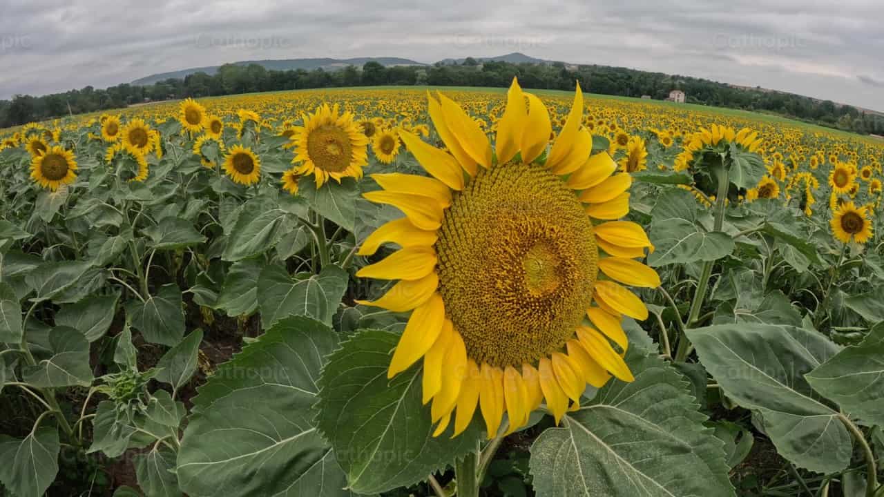 Girasoles - Banco de vídeos católicos - Fotografía por Saul Ibarra