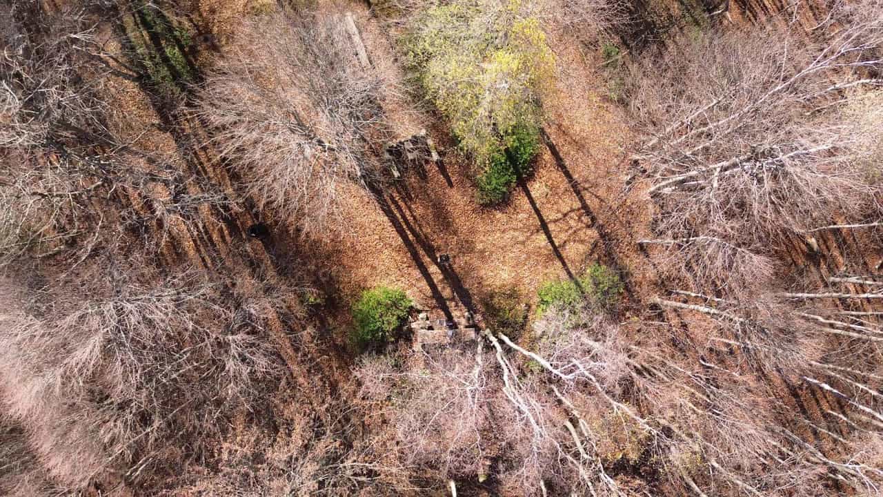 Bosque de arboles secos - Banco de vídeos católicos - Fotografía por Frames Cristianos