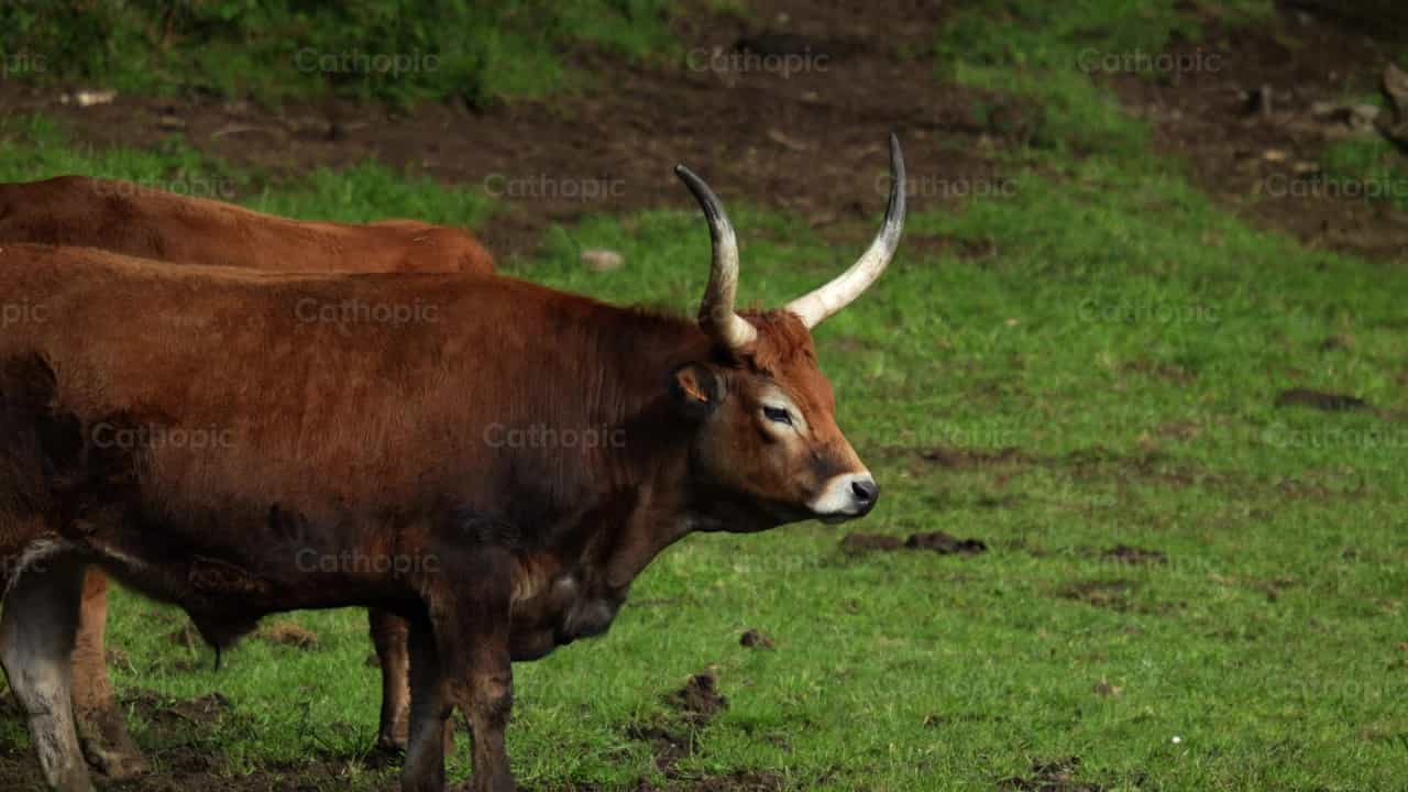 Vaca pastando en el campo - Banco de vídeos católicos - Fotografía por Santiago de la Hoz