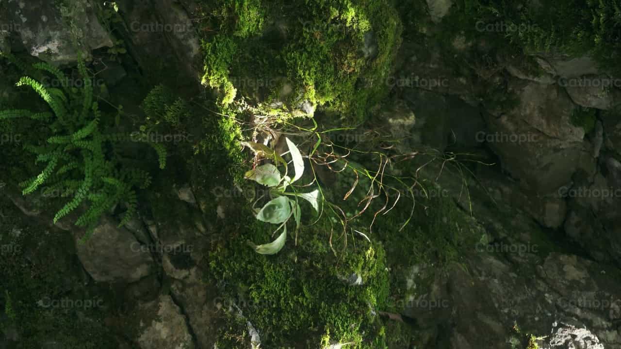 Planta en el bosque - Banco de vídeos católicos - Fotografía por Lupe Belmonte