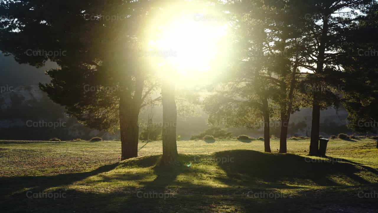Light in trees - Catholic stock videos - Photo by Lupe Belmonte