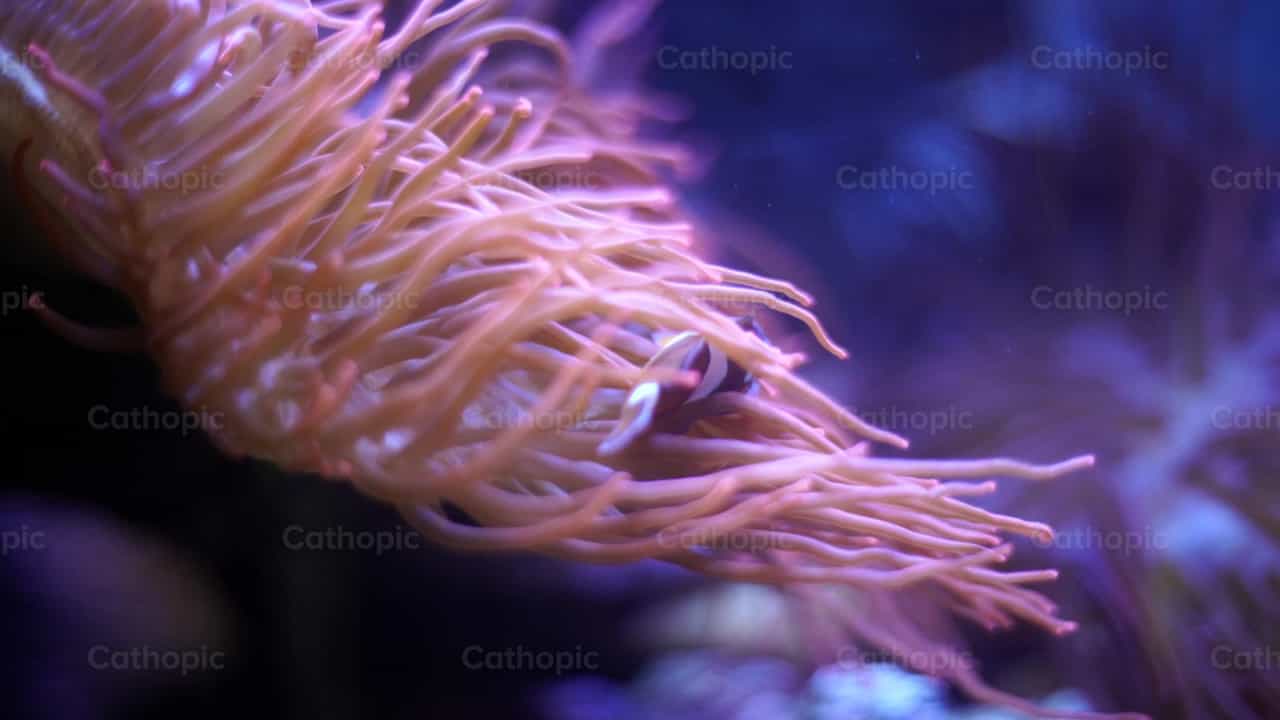 Nemo - Banco de vídeos católicos - Fotografía por Lupe Belmonte