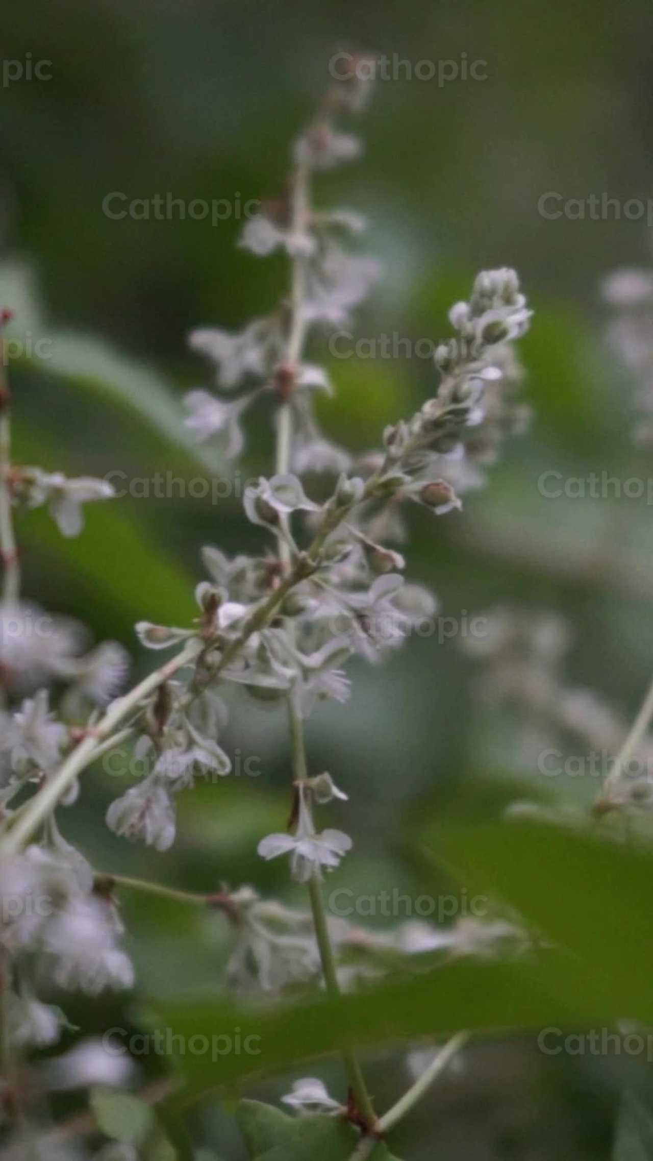 Flores - Banco de vídeos católicos