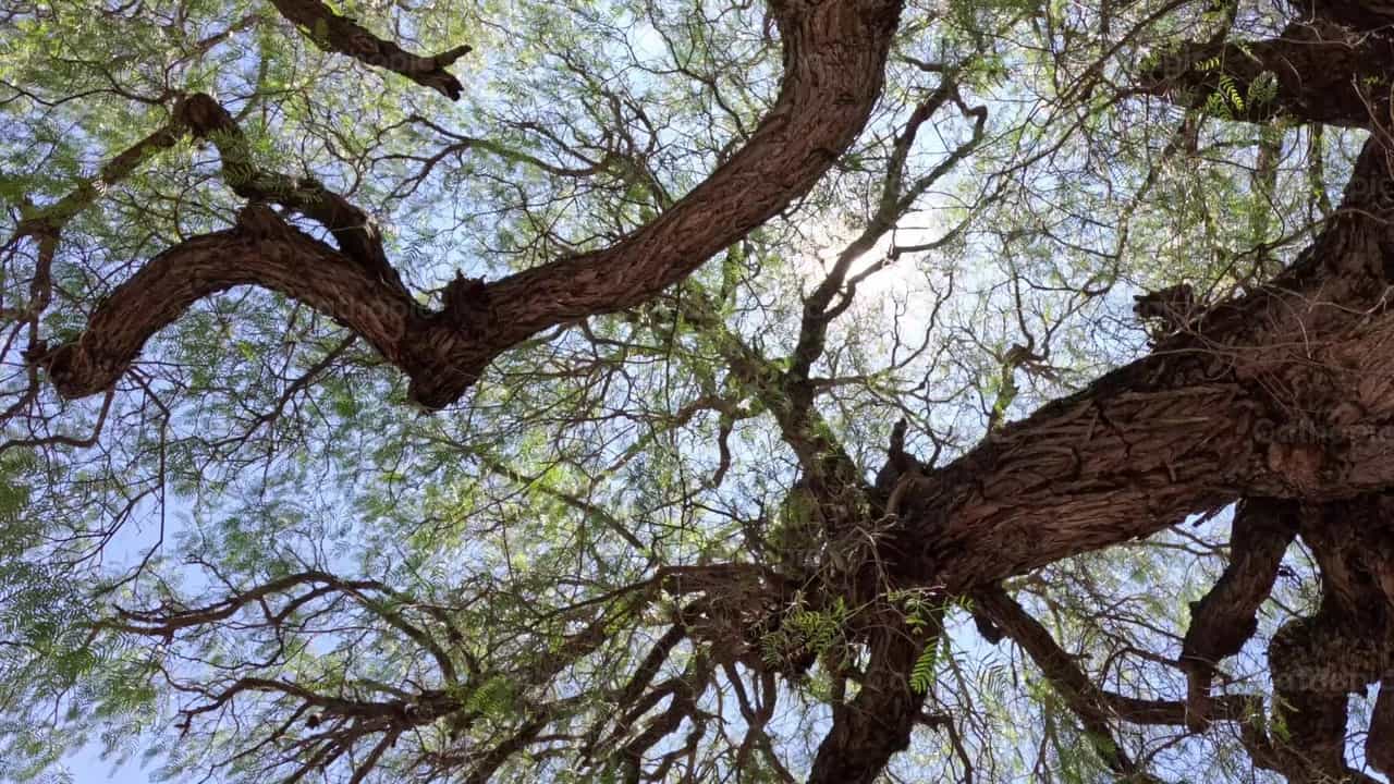Trees and sun - Catholic stock videos - Photo by Frames Cristianos