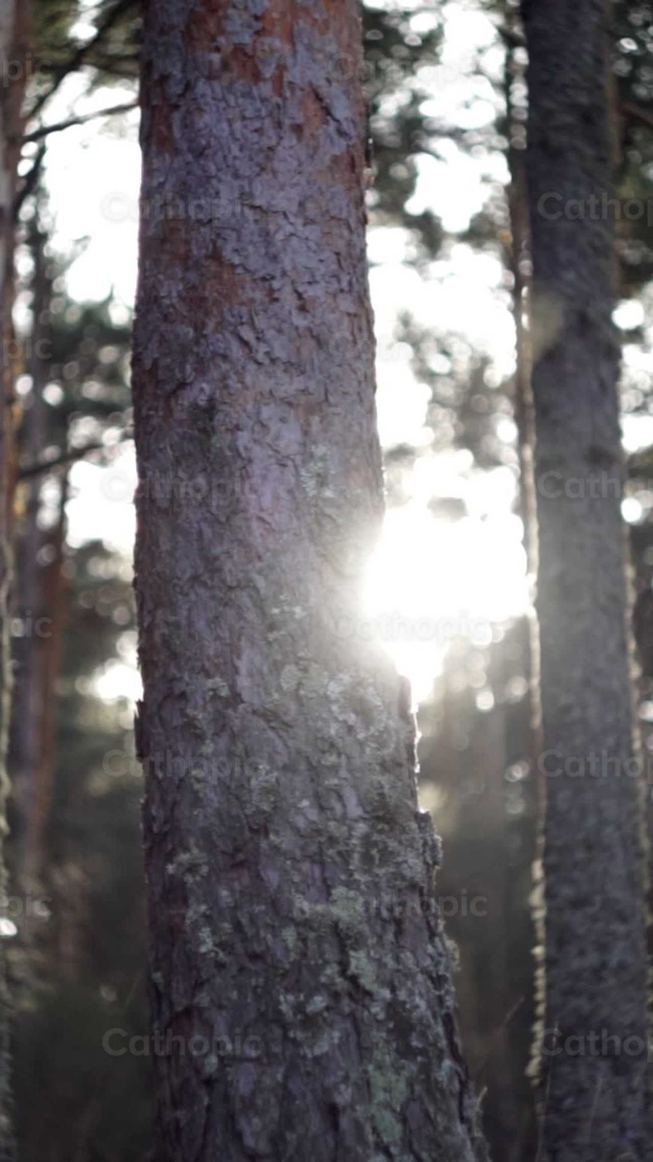 Bosque - Banco de vídeos católicos - Fotografía por Lupe Belmonte