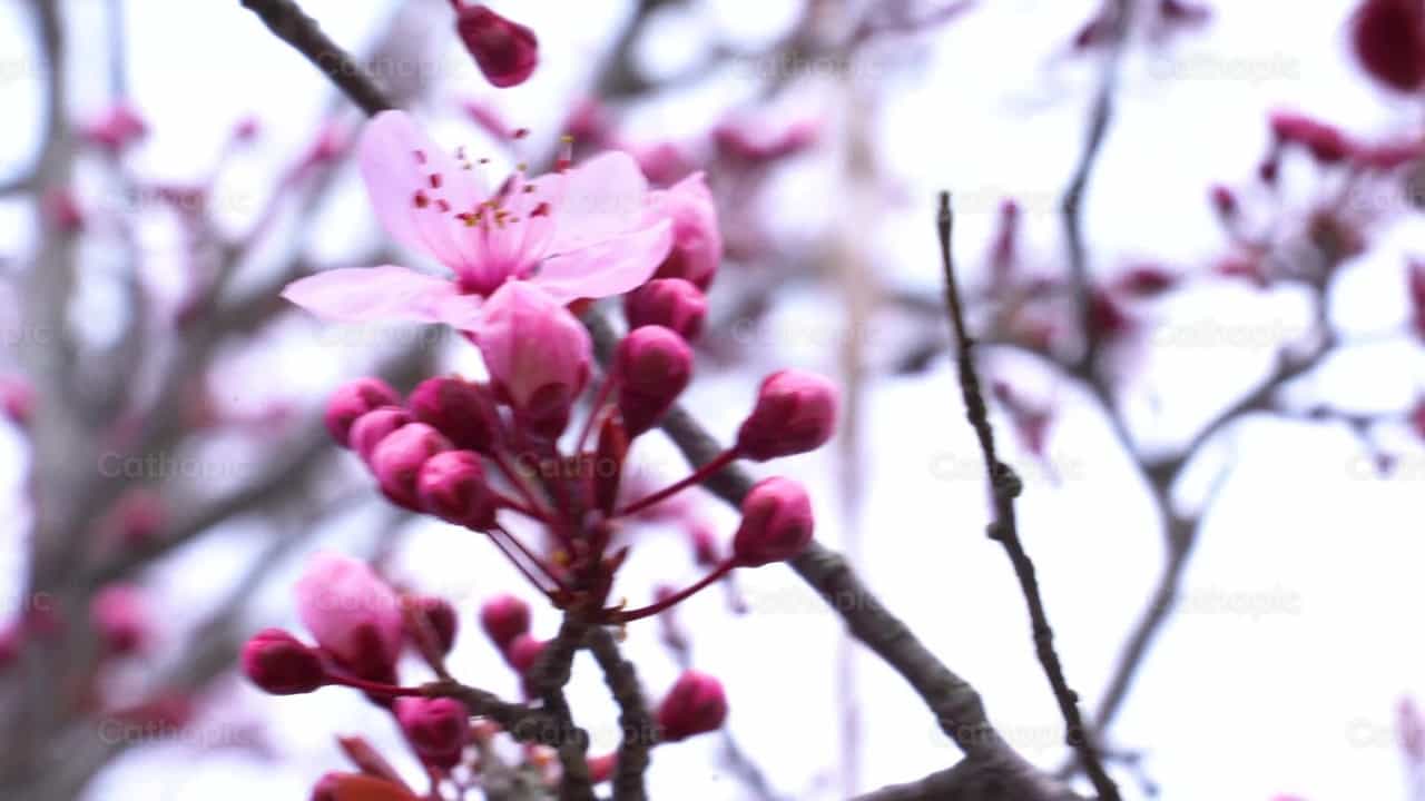 Flor Rosa - Vídeos católicos de stock - Foto de Cathopic