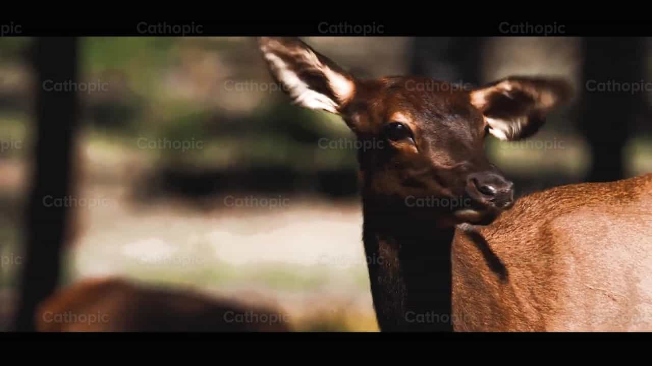 Alce hembra - Banco de vídeos católicos