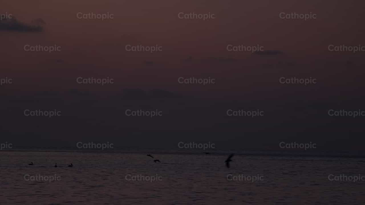 Pelicanos en el mar - Banco de vídeos católicos