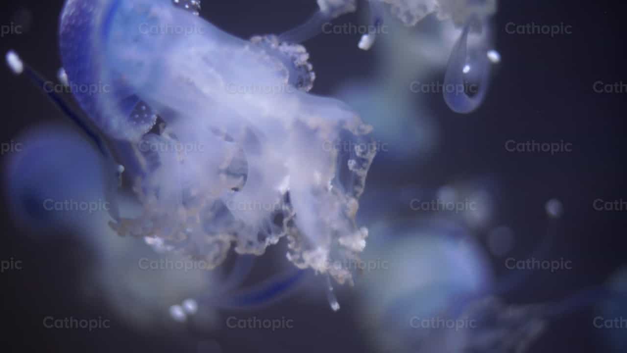 Medusas - Vídeos católicos de stock - Foto de Lupe Belmonte