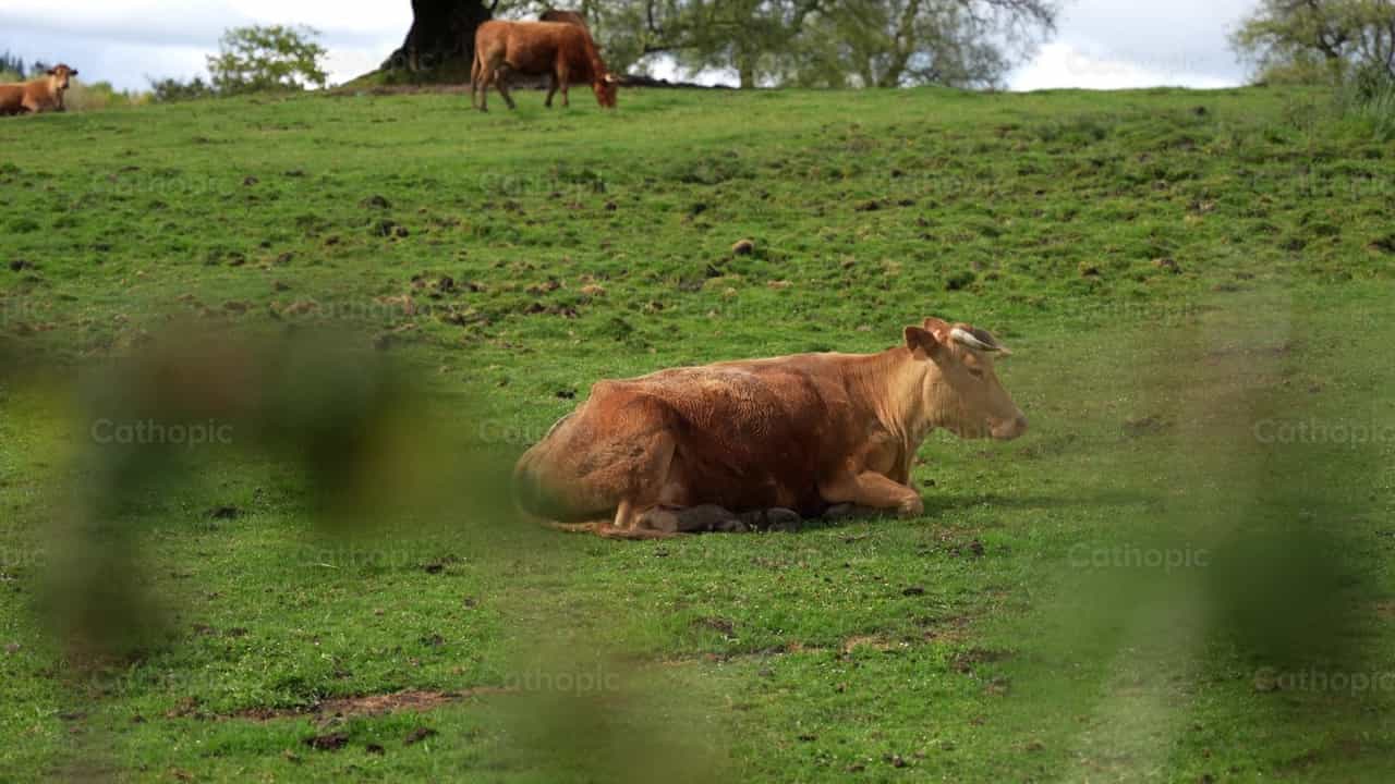 Vacas pastando en el campo - Banco de vídeos católicos - Fotografía por Santiago de la Hoz