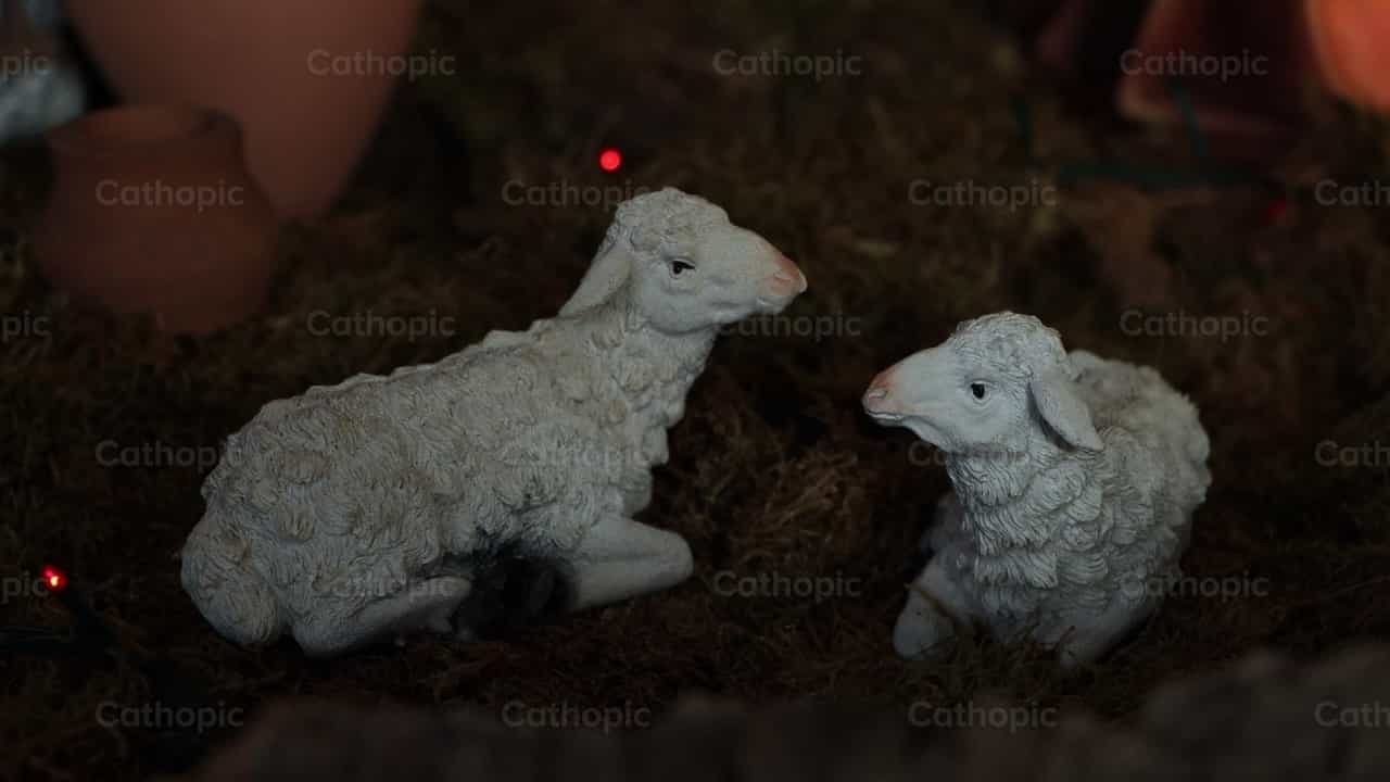 Pecore - Video stock cattolici