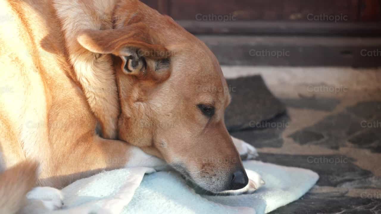 Compañía de perro - Banco de vídeos católicos