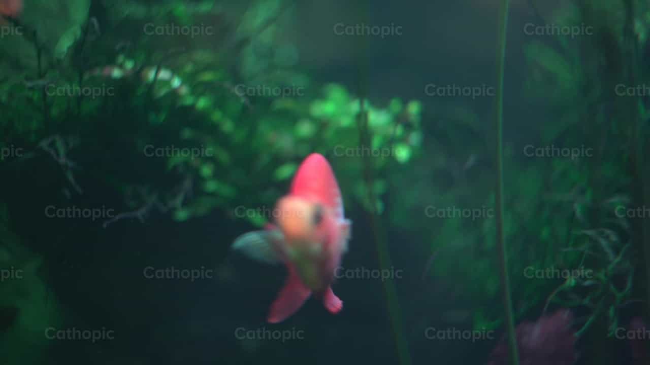 Pez rojo - Banco de vídeos católicos - Fotografía por Lupe Belmonte