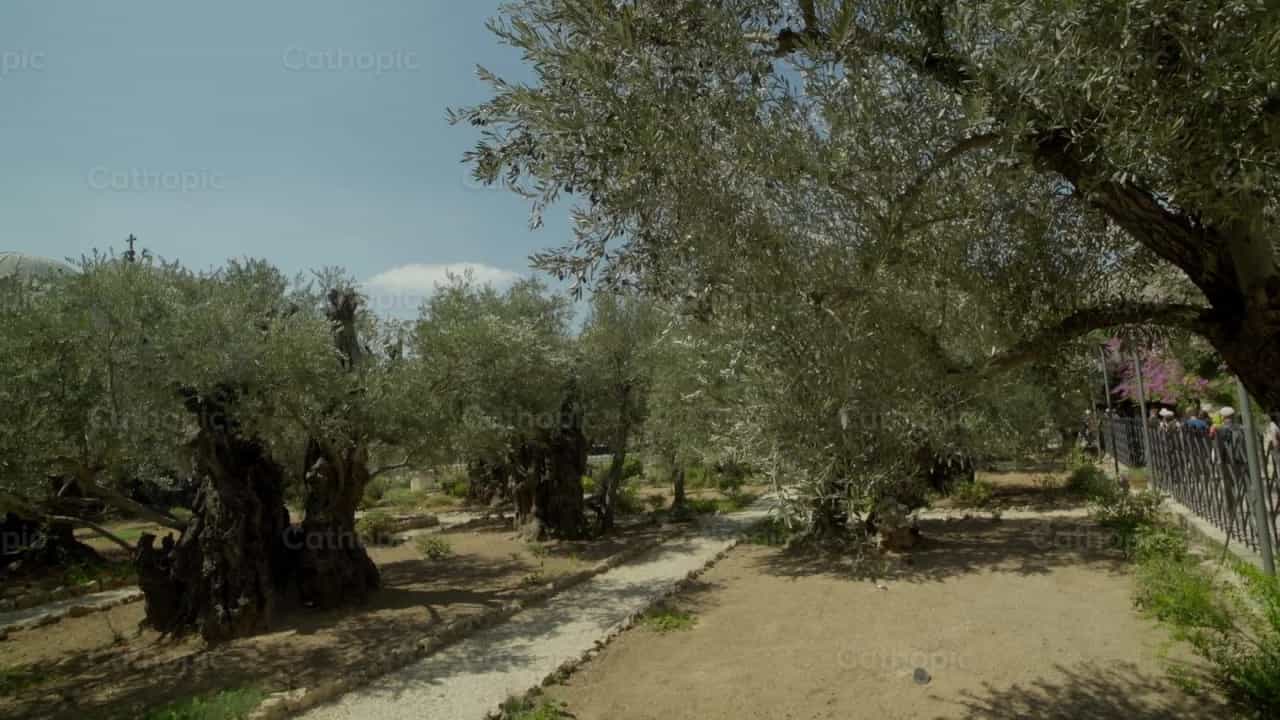 Getsemani - Daytime - Catholic stock videos - Photo by Catholic Stuff