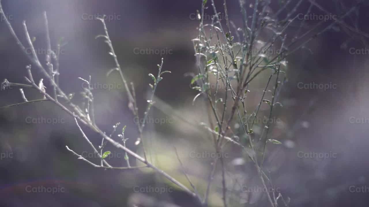 Plantas en el Bosque - Banco de vídeos católicos - Fotografía por Lupe Belmonte