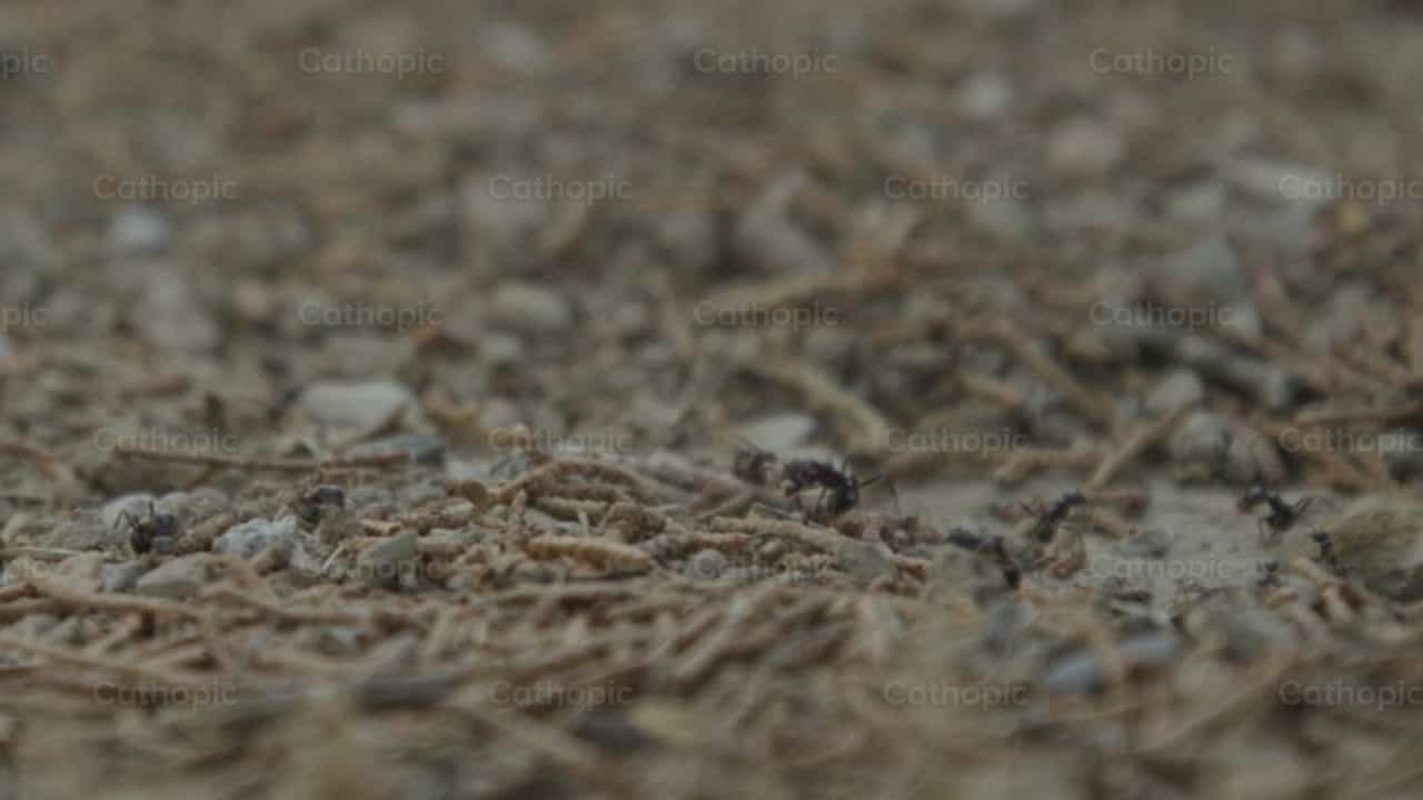 Hormigas - Banco de vídeos católicos - Fotografía por Catholic Stuff