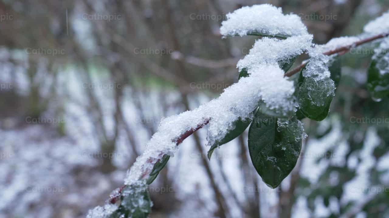 Snow accumulating on branch - Catholic stock videos - Photo by Antonio Gravante