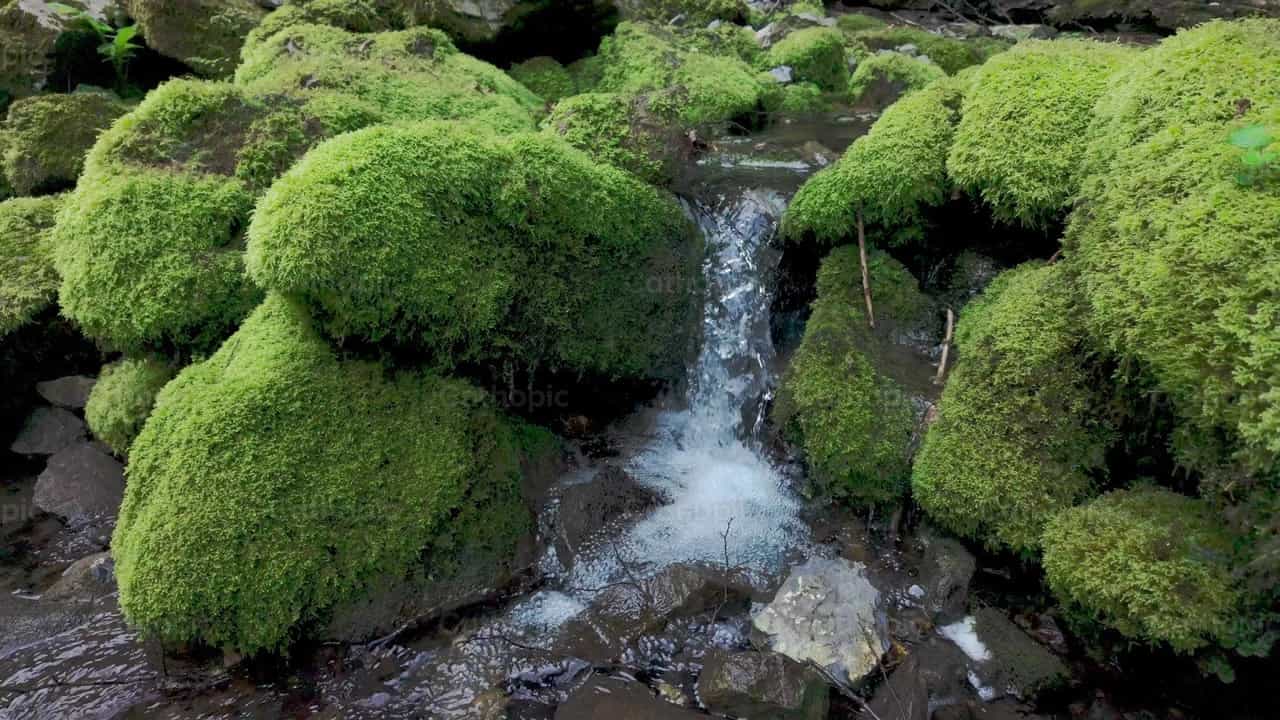 Pequeño arroyo fluyendo entre rocas cubiertas de musgo - Banco de vídeos católicos - Fotografía por Michelangelo Oprandi