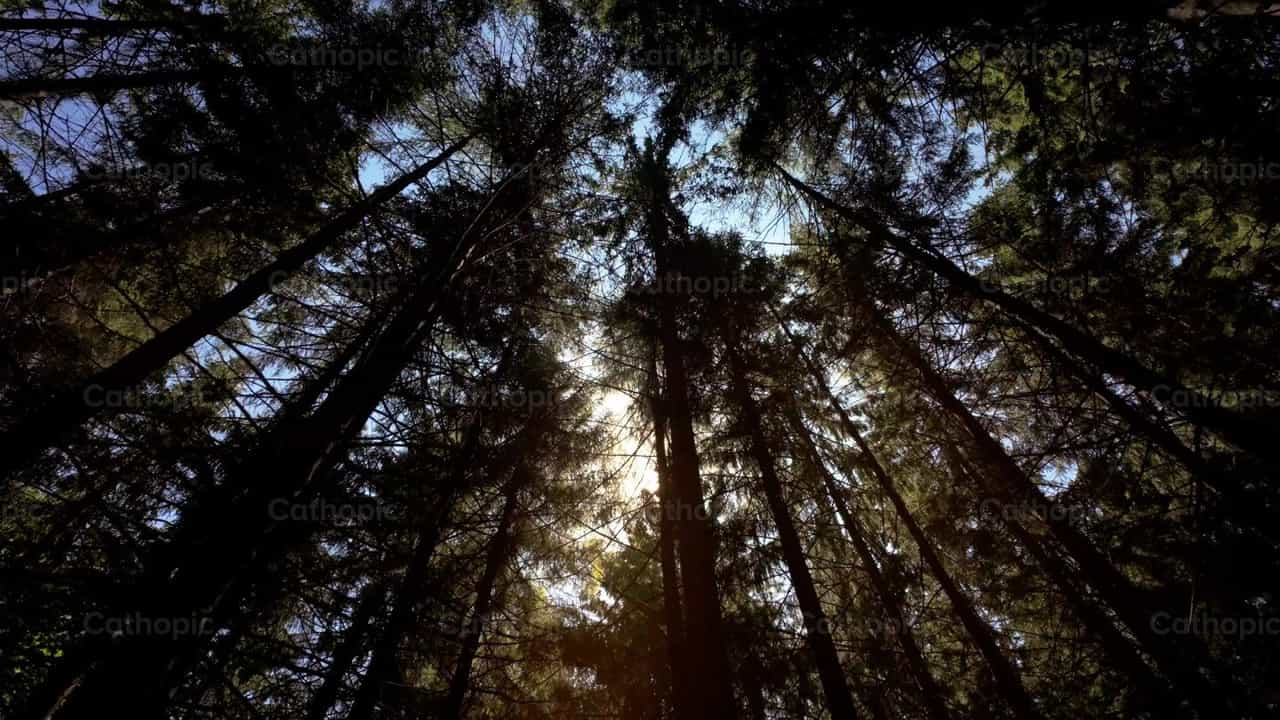 Luz do sol atravessando altos pinheiros em uma floresta densa - Vídeos católicos de stock