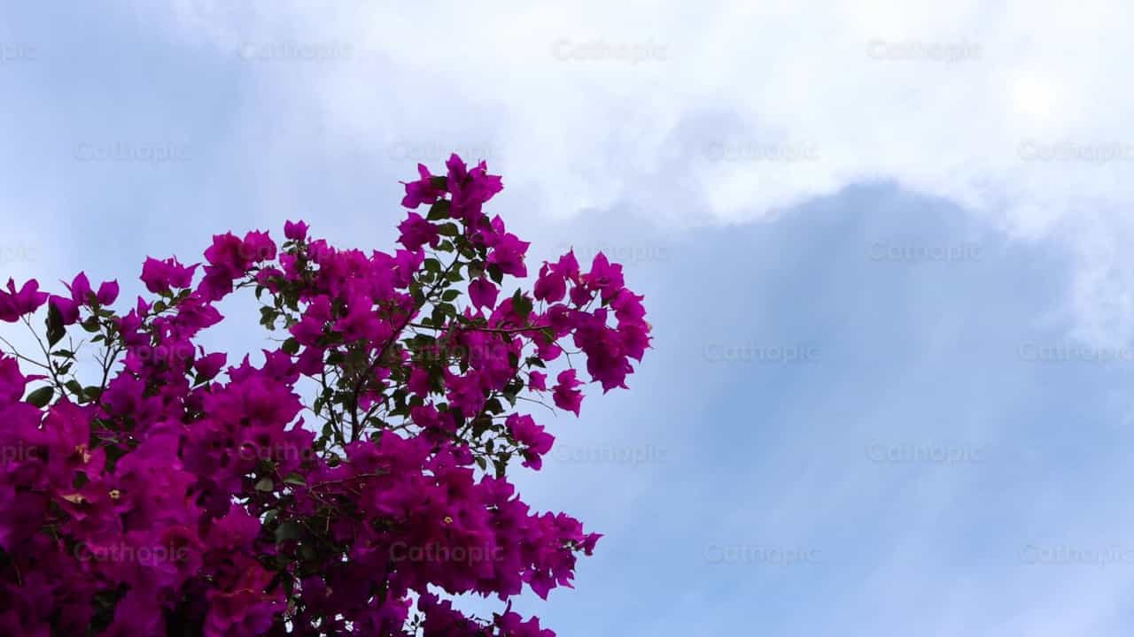 Flowers and sky - Catholic stock videos - Photo by Frames Cristianos