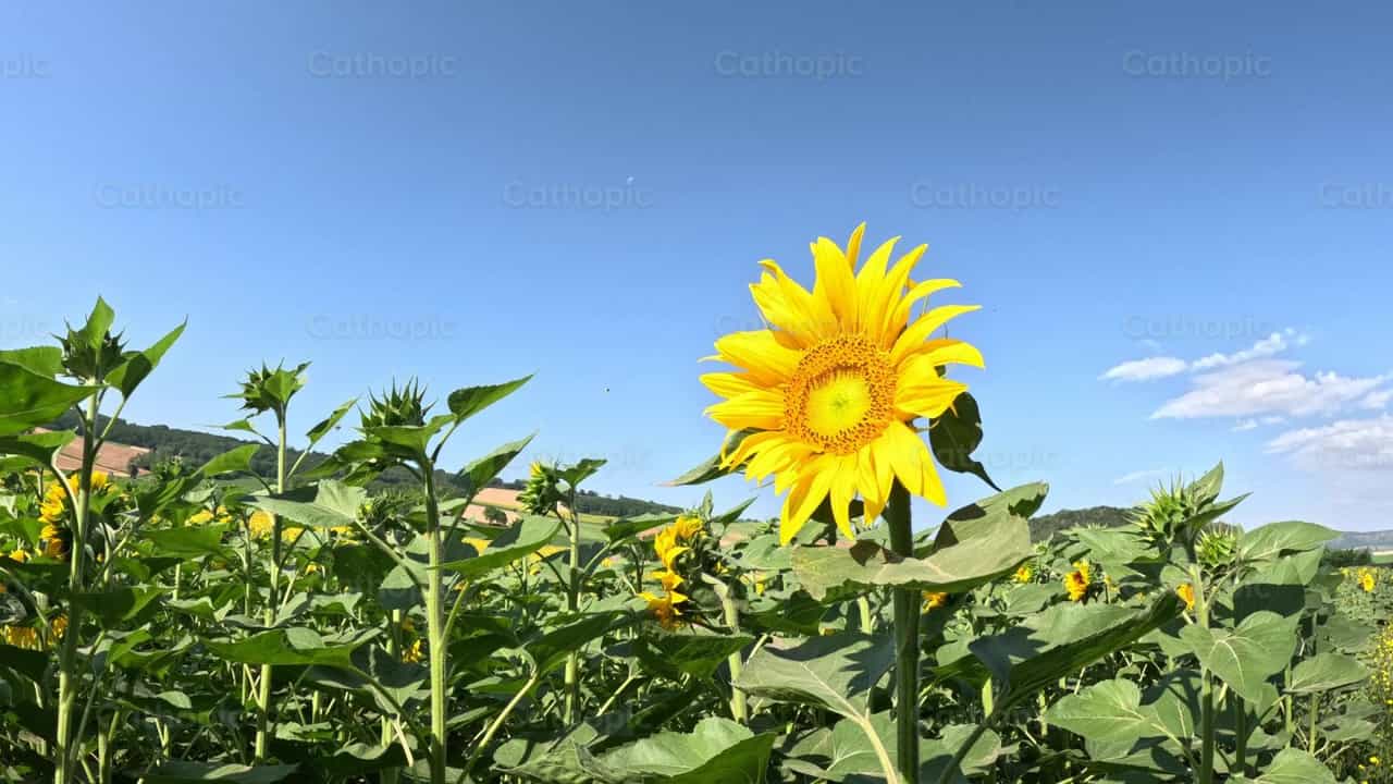 Girasoles - Banco de vídeos católicos - Fotografía por Saul Ibarra