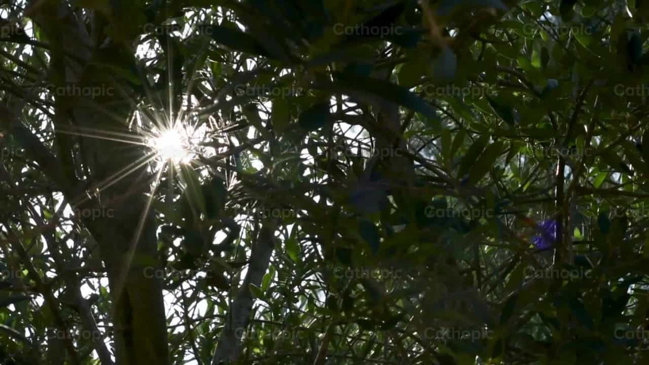 Sunbeams - Catholic stock videos - Photo by Titi Maciel Pérez