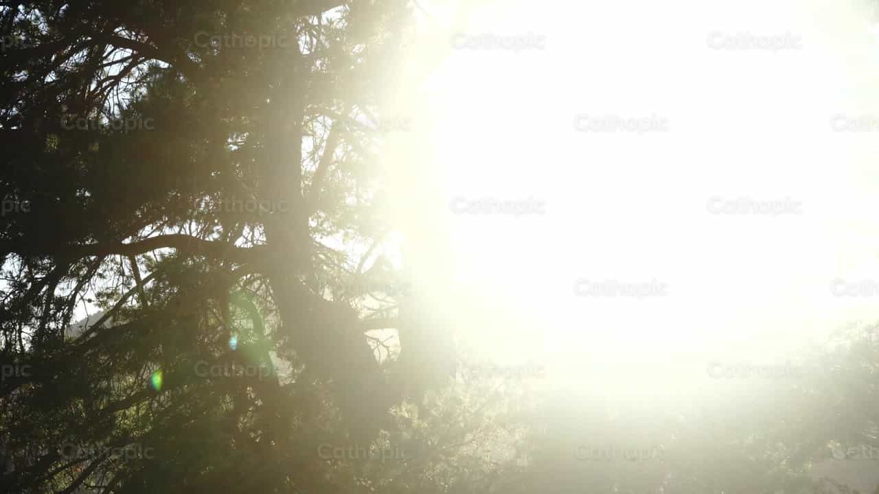Light trees - Catholic stock videos - Photo by Lupe Belmonte