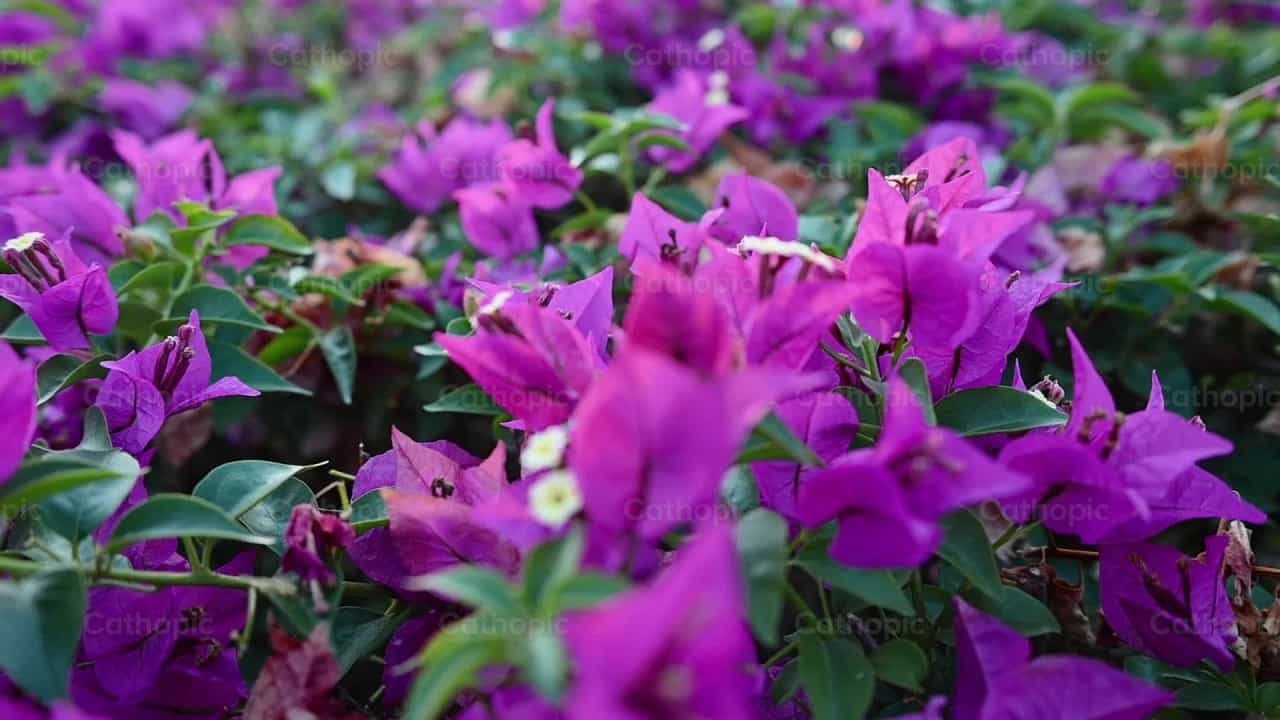 Bougainvillea flowers - Catholic stock videos - Photo by Gerardo Juarez