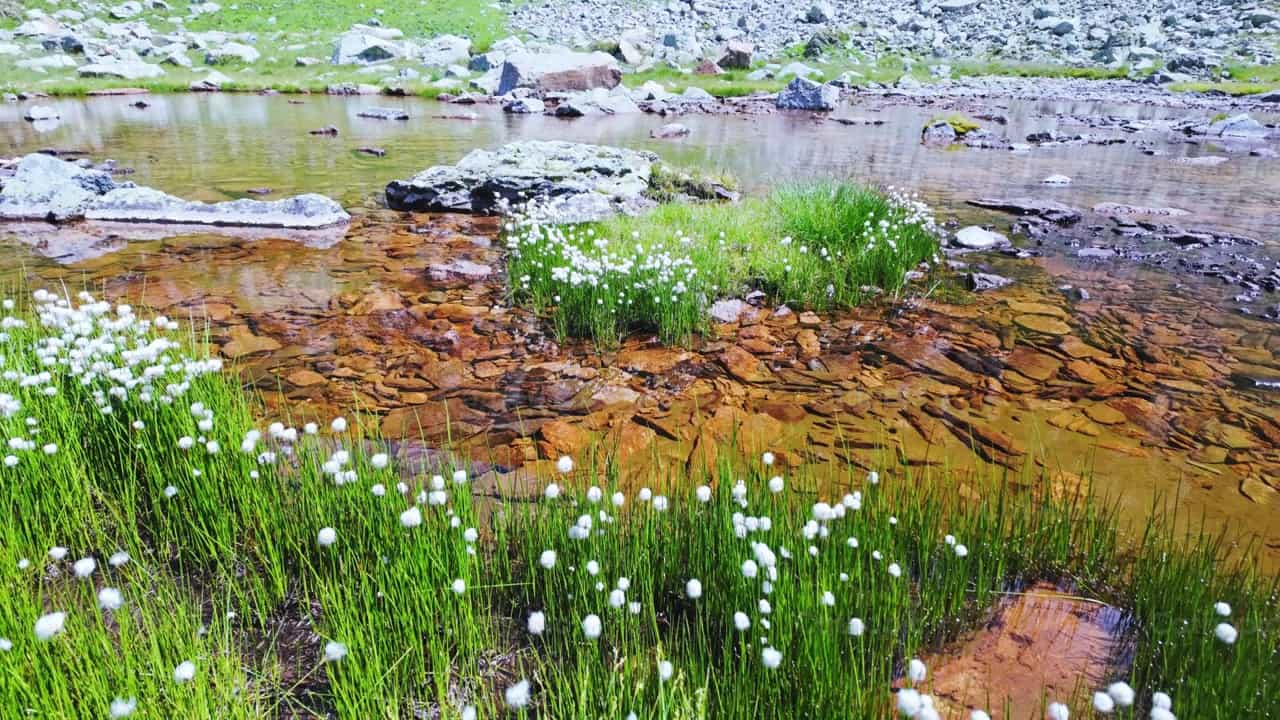 Eriophorum Scheuchzeri alrededor de un lago alpino - Banco de vídeos católicos - Fotografía por Michelangelo Oprandi