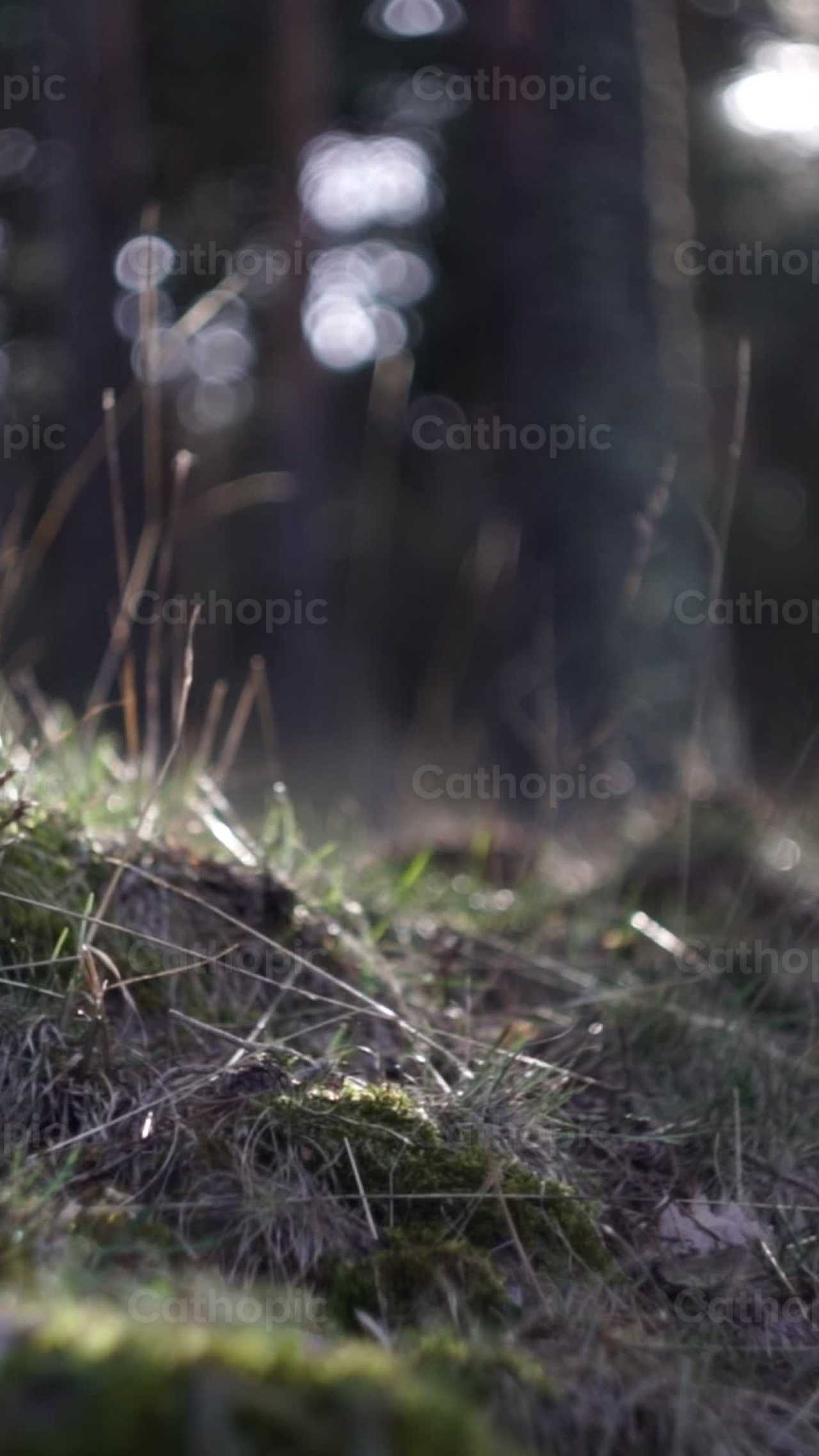 Bosque - Banco de vídeos católicos - Fotografía por Lupe Belmonte