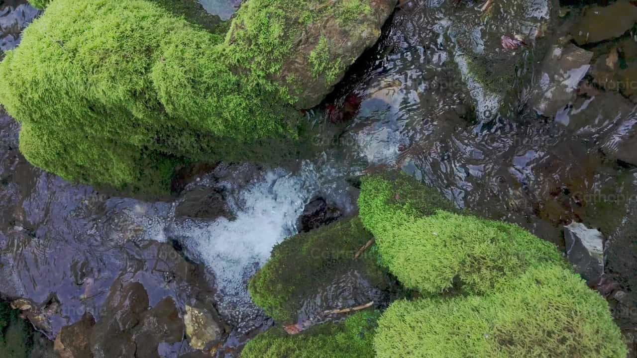 Pequeño arroyo fluyendo entre rocas cubiertas de musgo - Banco de vídeos católicos - Fotografía por Michelangelo Oprandi