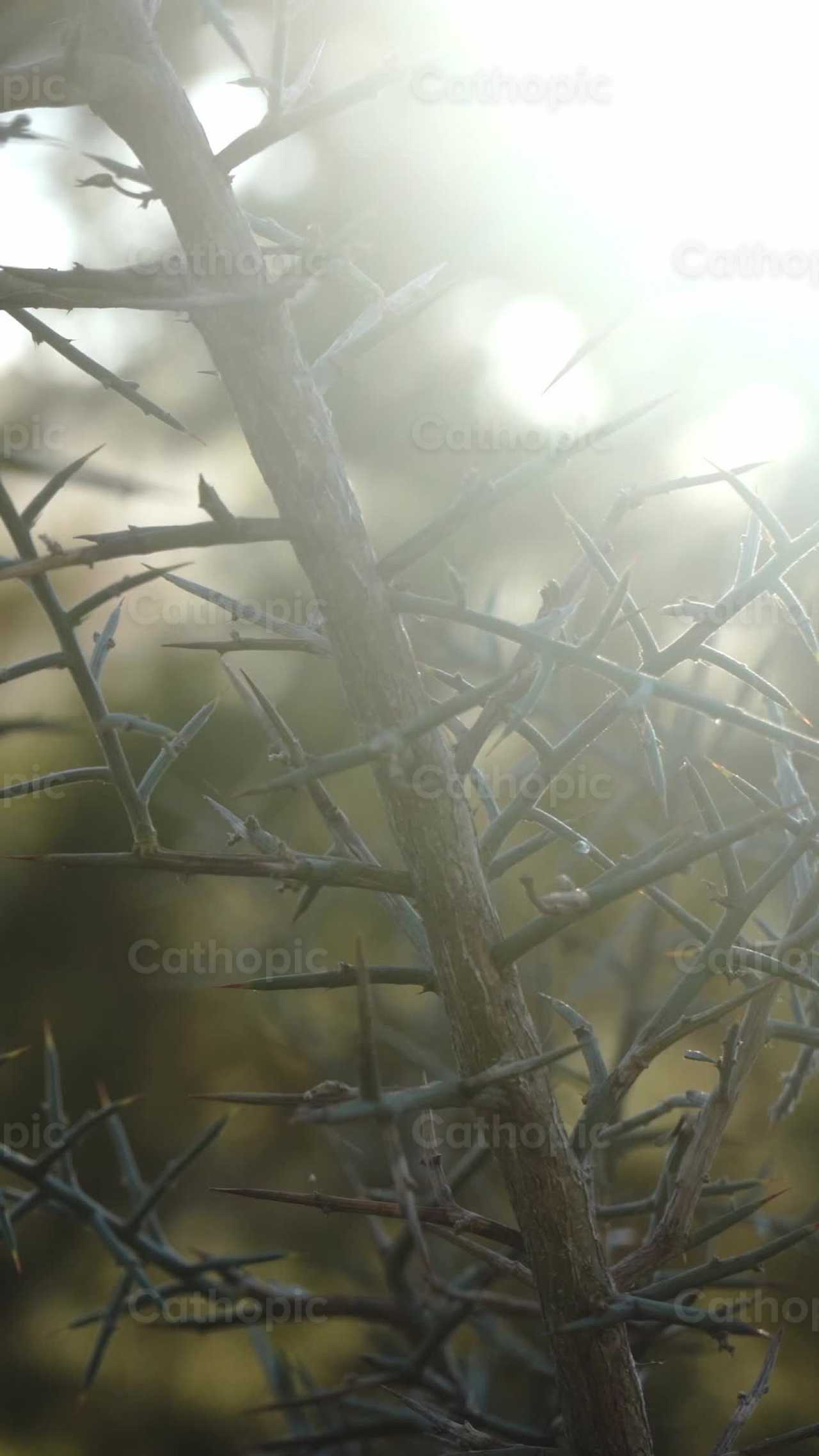 Plant with thorns - Catholic stock videos