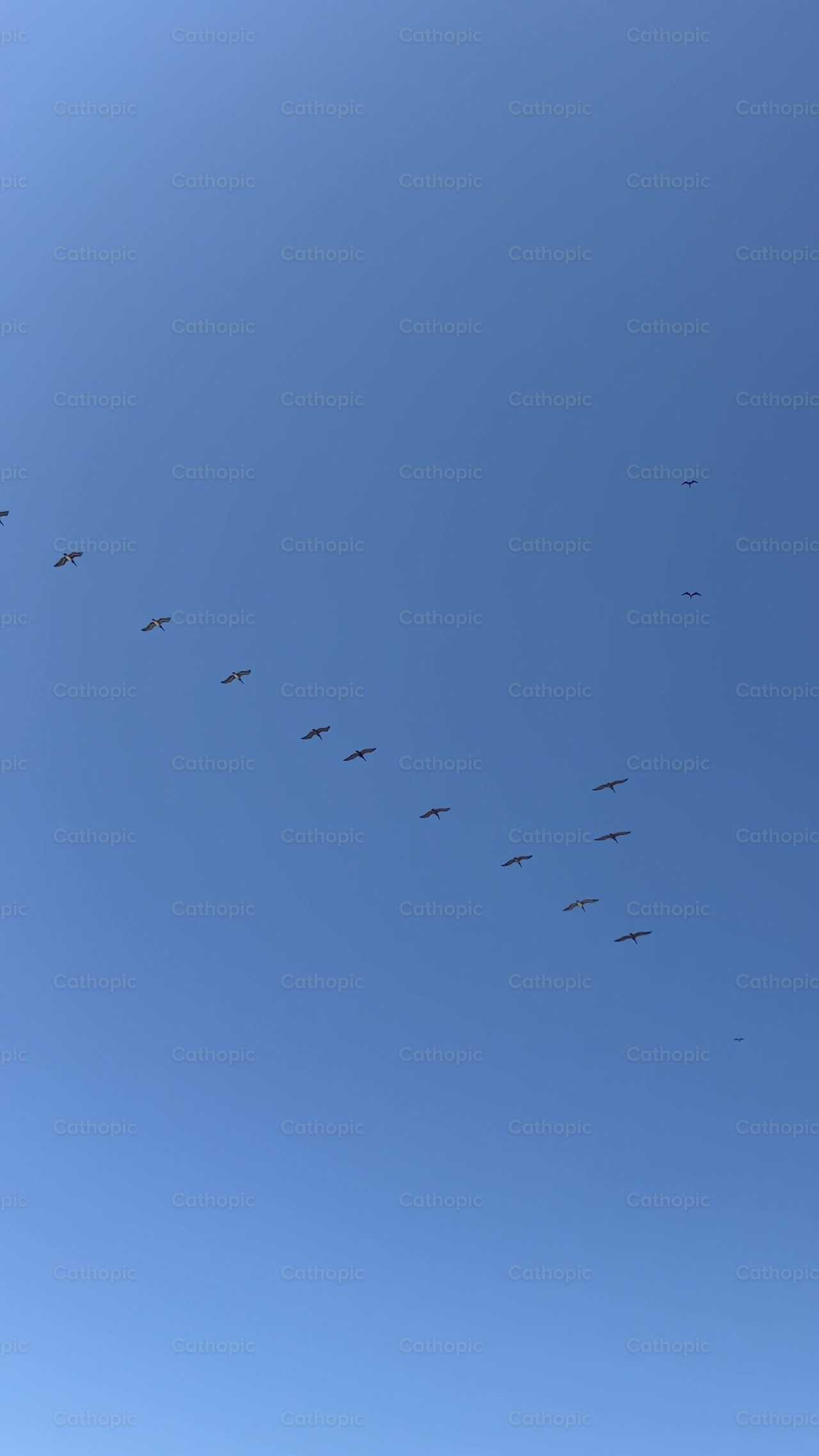 Aves - Banco de vídeos católicos