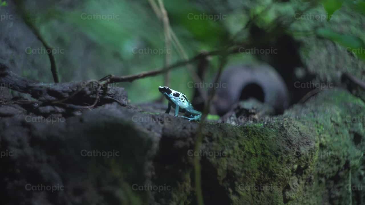 Frosch - Katholische Stock-Videos - Foto von Lupe Belmonte