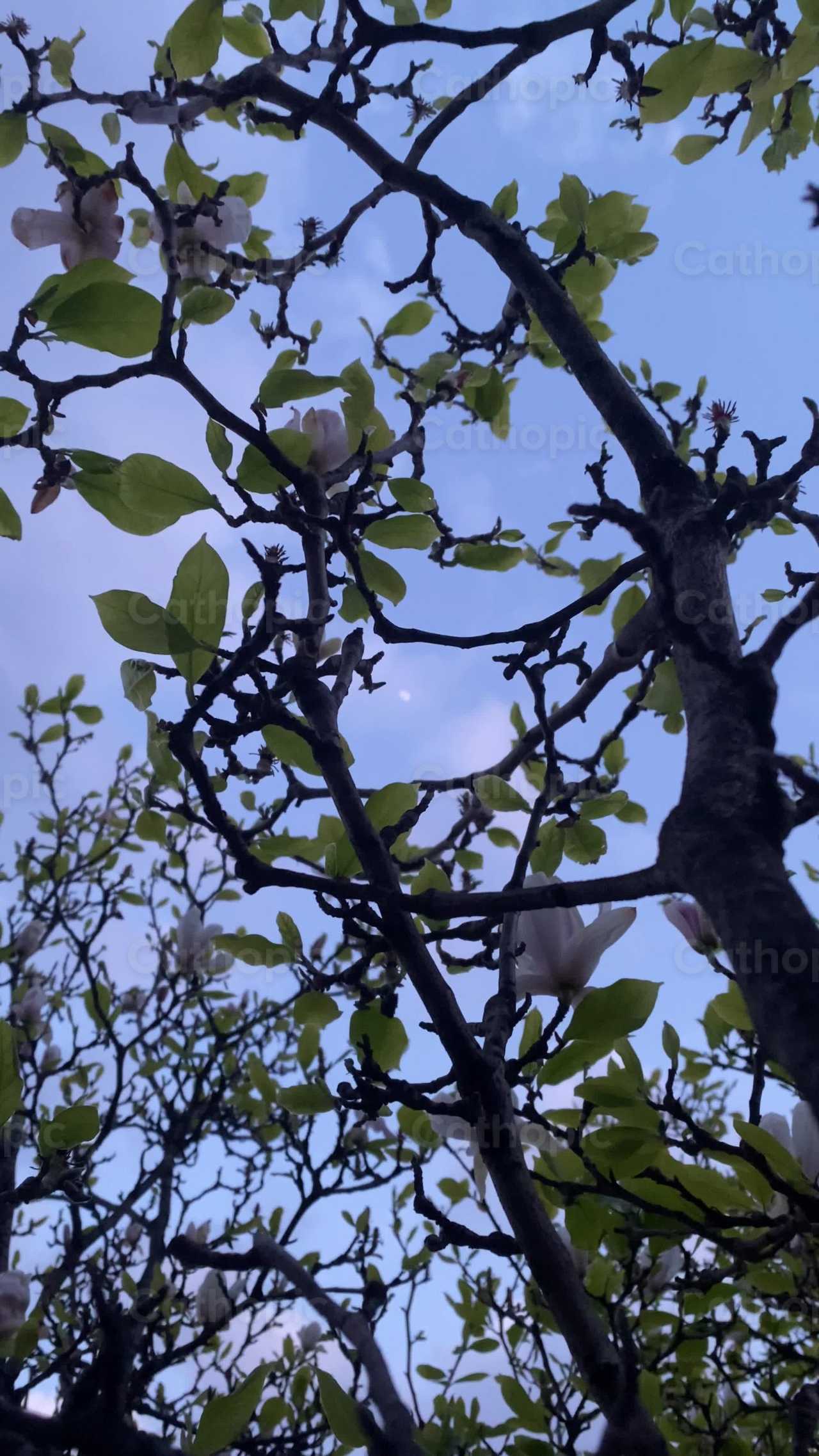 Arbol - Banco de vídeos católicos - Fotografía por Saul Ibarra