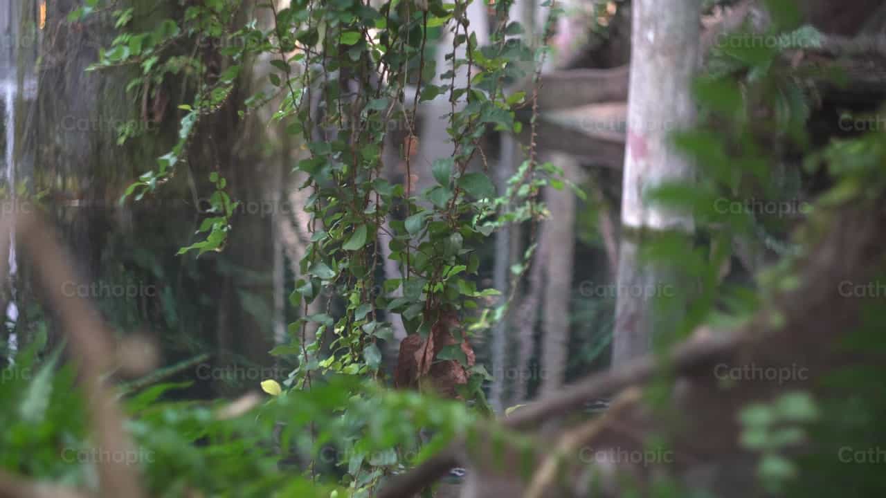 Tropical - Banco de vídeos católicos - Fotografía por Lupe Belmonte