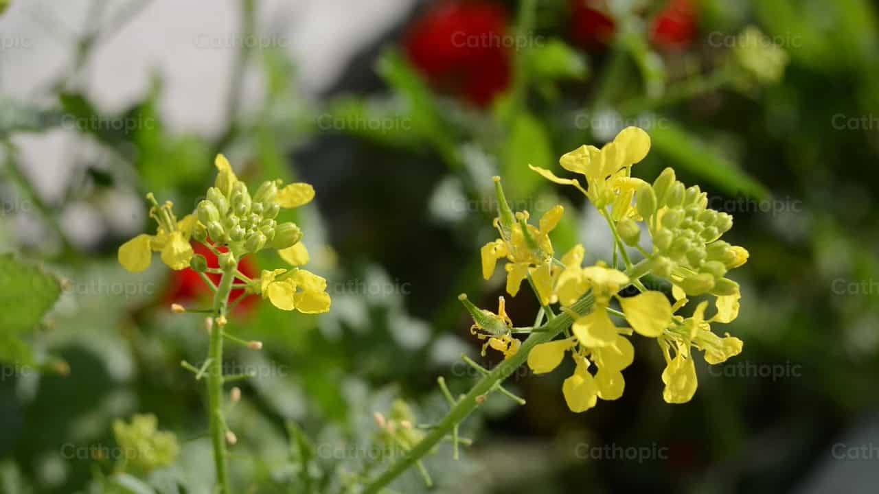 flor de mostaza - Banco de vídeos católicos - Fotografía por Lizardi Saucedo