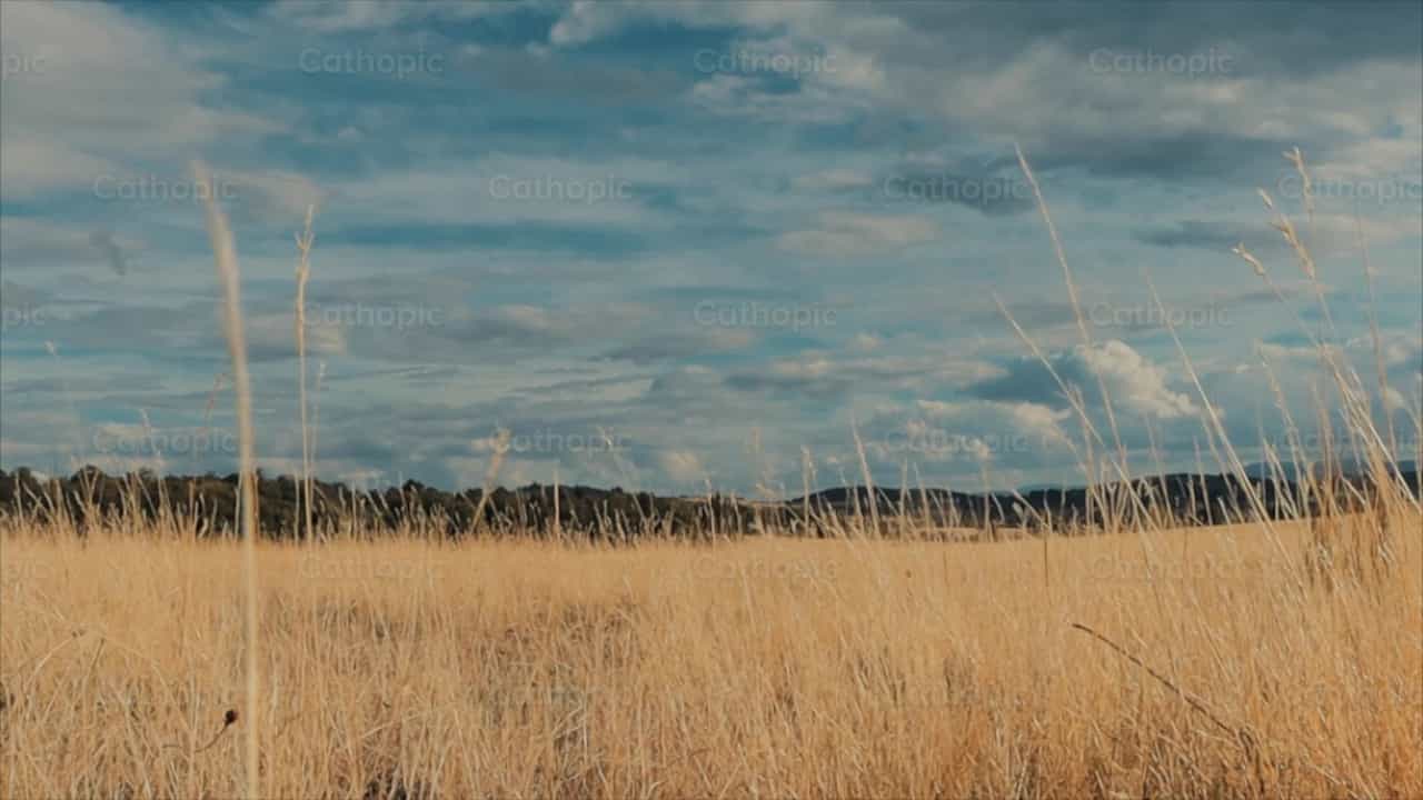 Field of wheat ears - 天主教素材视频 - 摄影： Frames Cristianos