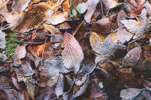 Zicht op berijpte herfstbladeren - Katholieke stockfoto's - Foto door Michelangelo Oprandi