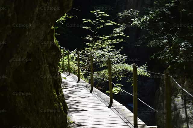sentiero nel bosco - Immagini stock cattoliche