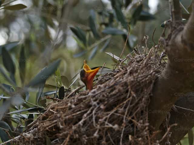 Pajaros - Banco de imágenes católicas