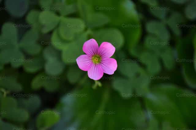 Flor en medio del jardin - Banco de imágenes católicas