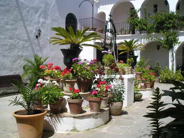 Plantas en patio - Banco de imágenes católicas