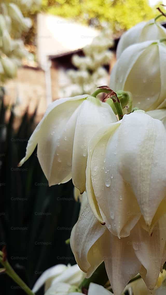 Tropfen auf Blumen - Katholische Stockfotos