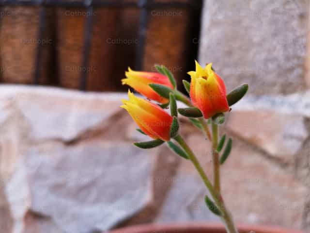 Blossoming of nature - Catholic stock images - Photo by Blanca Alvarez